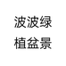 波波绿植盆景