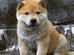 桂林市桂宠田园犬