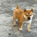 广西正哥田园土猎犬店铺