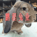 鹏程兔业企业店