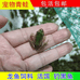 稻田蛙养殖基地