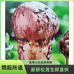 云南优鲜严选