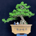 艺杨轩花木经营部