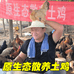 鸿韵达散养土鸡