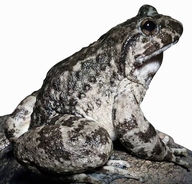 沅陵县源泉石蛙养殖农民专业合作社的小店