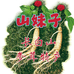 山妹子参茸特产