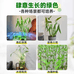 小青绿植花卉水生植物种苗基地