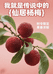 古梅坊仙居东魁杨梅