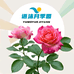 语沫的后花园