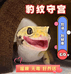 长安老豹