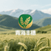 青海丰穗高原青稞麦穗