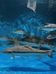 澜鳍水族与水产臻选阁