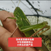 小阿玉农副产品
