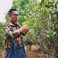 云南昔归沱茶非物质文化遗产保护有限公司