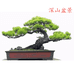 深山盆景
