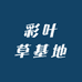 彩叶草基地
