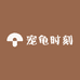 宠龟时刻