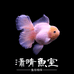 潇晴鱼室