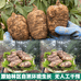 燕姐的小草坝天麻店