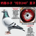小李战鸽交流群