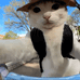 猫meme优选