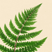 蕨类植物批发