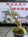 慧园盆景经营部