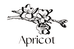 一杏Apricot
