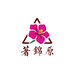 著锦原三角梅1店