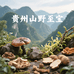 云贵高原山野至宝
