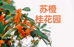苏橙花卉园艺场个体店