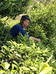 老谢的皇家贡茶茶山号