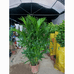 绿茵缘春绿植店