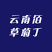云南百草菊丁