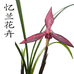 忆兰花卉兰花