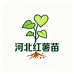 河北红薯苗专业基地