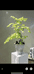 芊朵园艺优选
