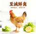 至诚生鲜家禽