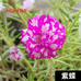 小红家太阳花