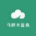 马醉木盆栽