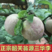 翁源三华李优品店