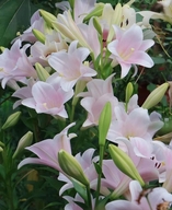 文枝登菲果树苗木专卖店