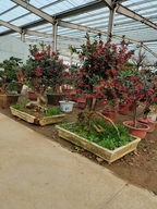 小毅果树苗木专营店