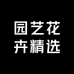 花非花精品三角梅