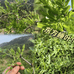 泰山农特产