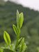 集云山茶社