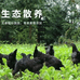 鲁泗养殖农场