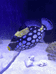 珊瑚海水族工作室