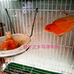 君子之乡宠物店