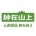 种在山上云南店